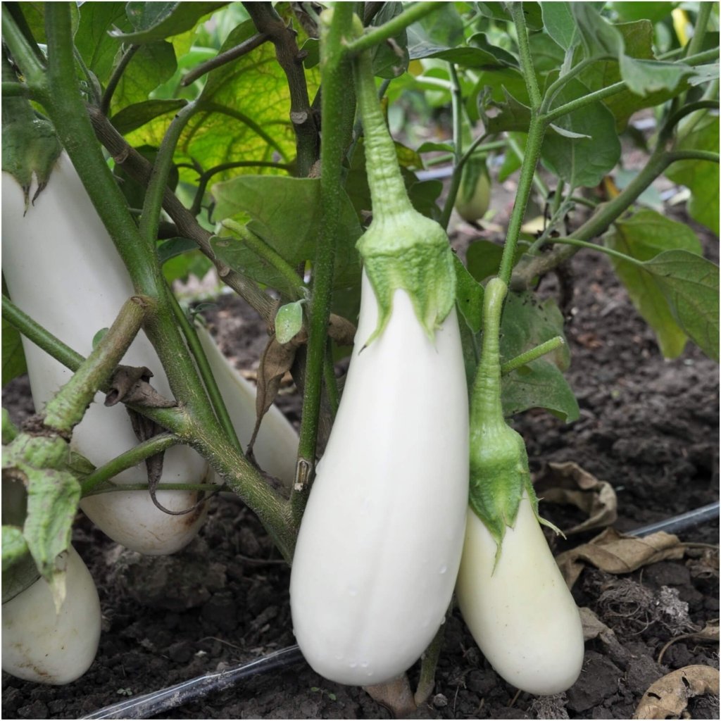 Eggplant - Snowy seeds - Happy Valley Seeds