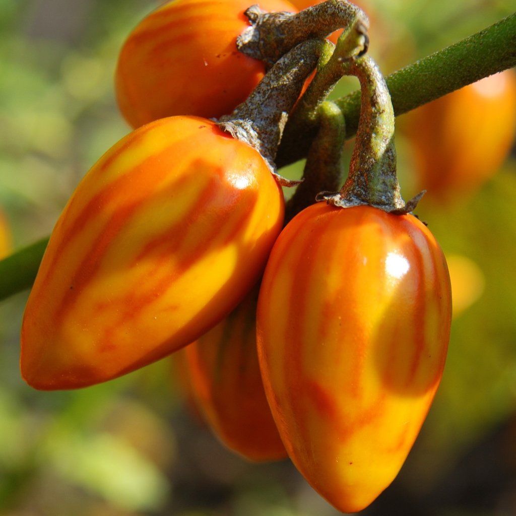 Eggplant - Togo seeds - Happy Valley Seeds