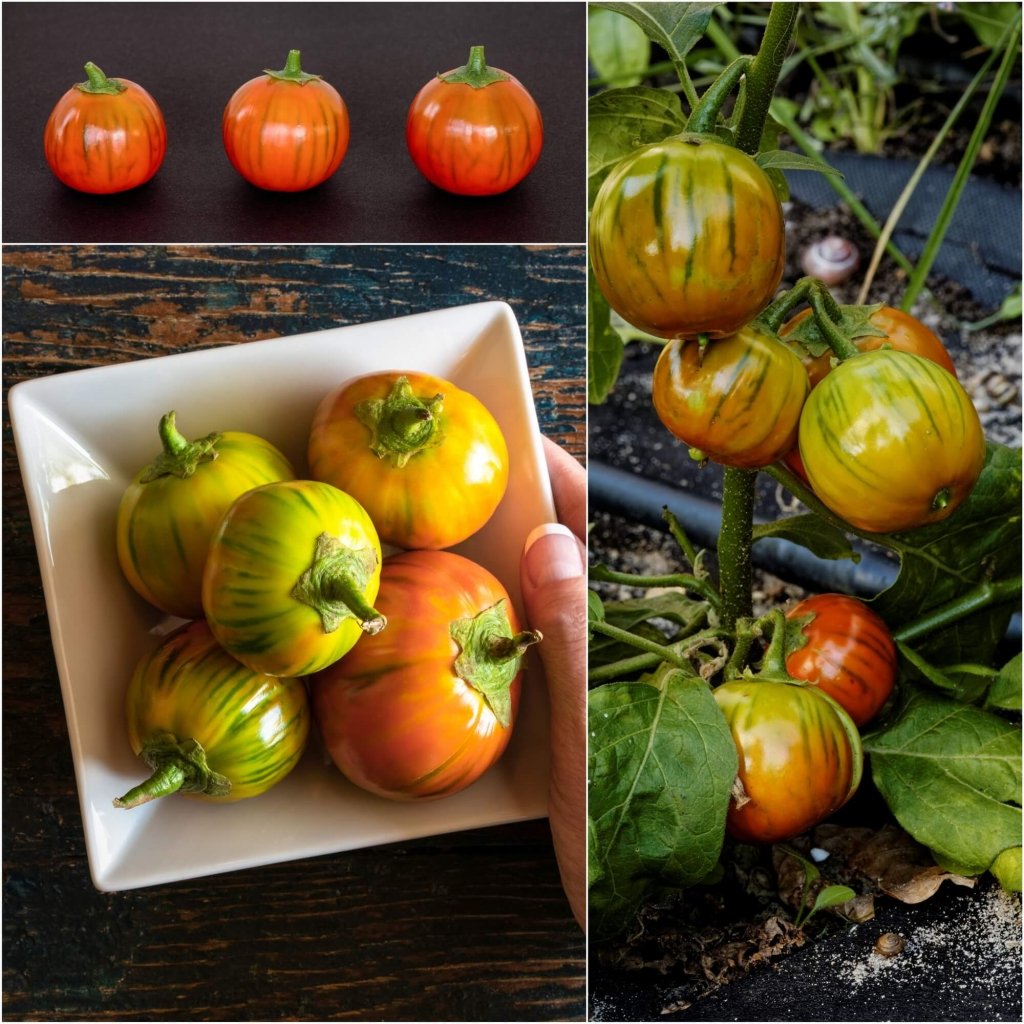 Eggplant - Turkish Orange seeds - Happy Valley Seeds