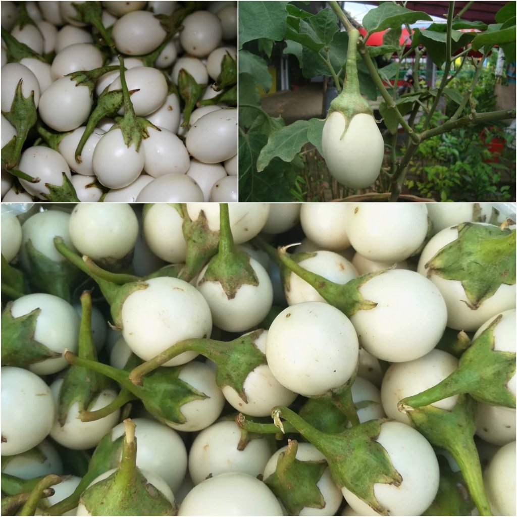 Eggplant - White Egg (Japanese) seeds - Happy Valley Seeds