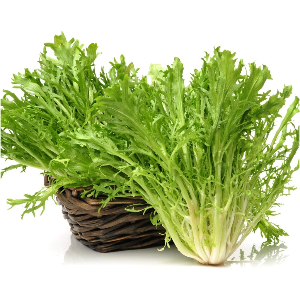 Endive - Salad King seeds - Happy Valley Seeds