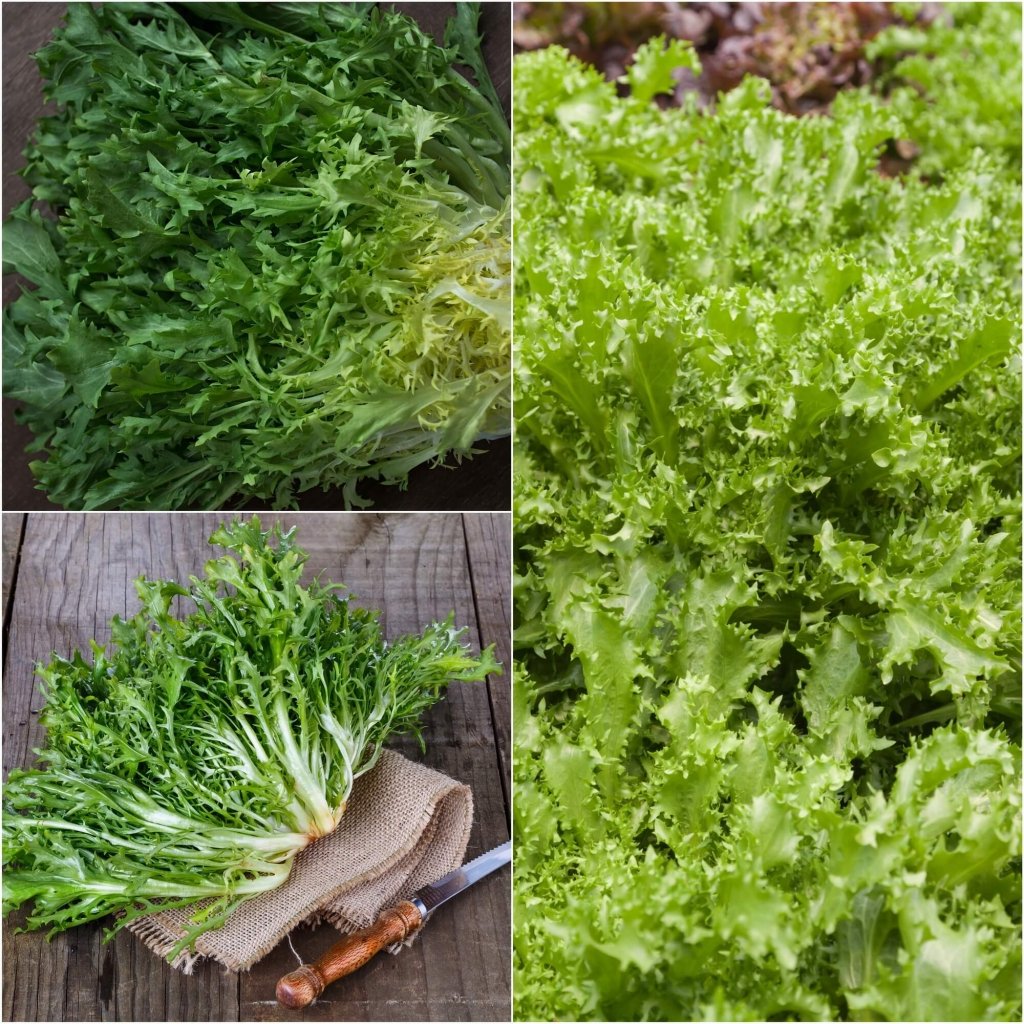 Endive - Salad King seeds - Happy Valley Seeds