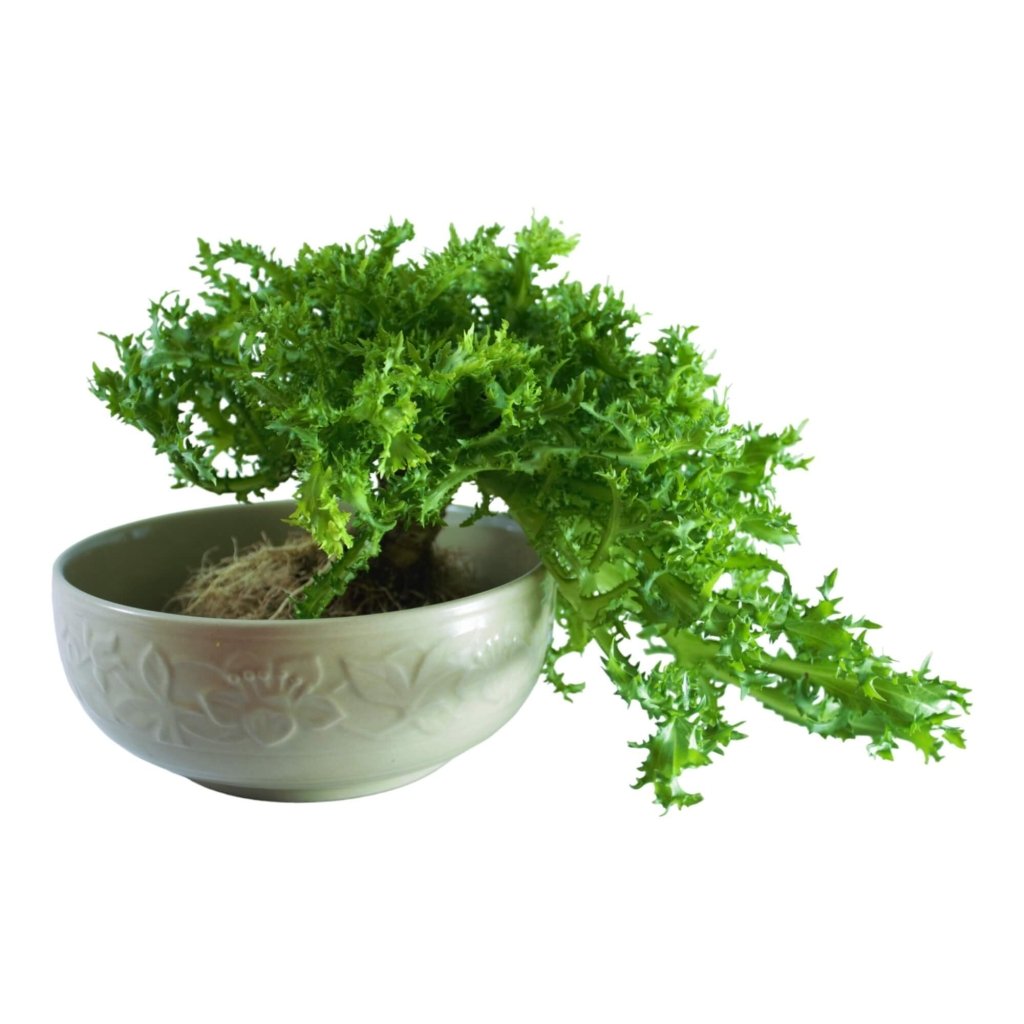 Endive - Tres Fine seeds - Happy Valley Seeds