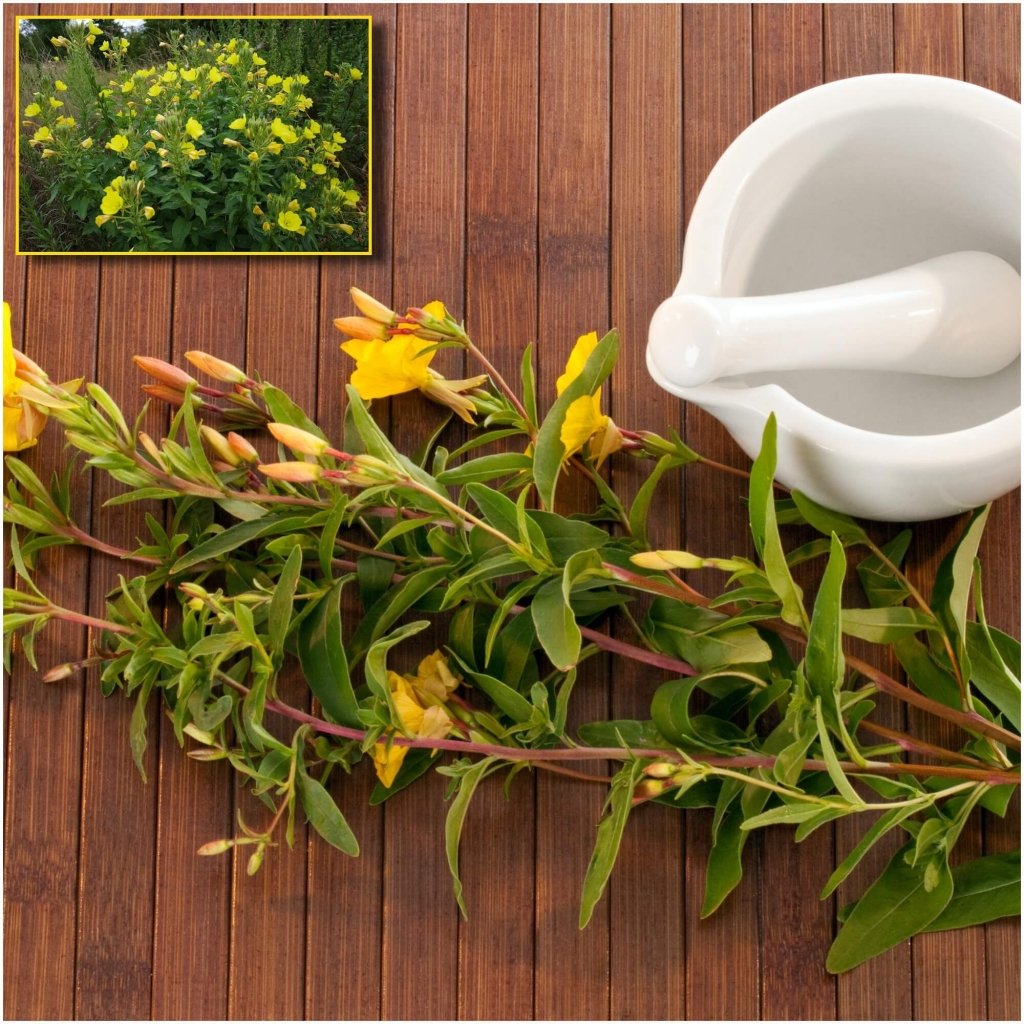 Evening Primrose seeds - Happy Valley Seeds