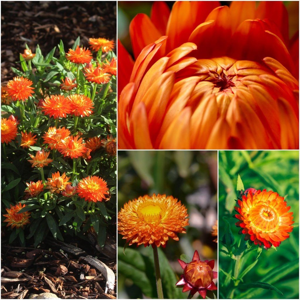 Everlasting Daisy - Orange seeds - Happy Valley Seeds