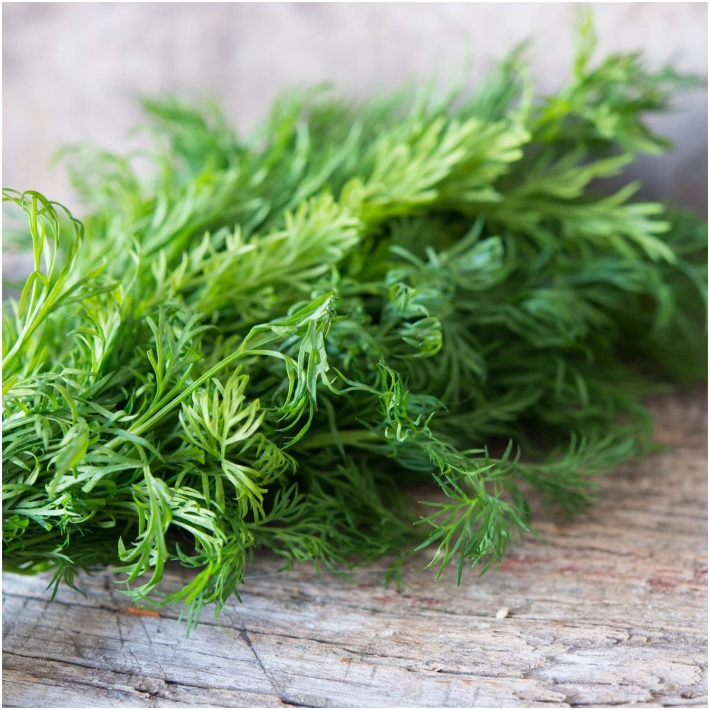 Fennel Florence seeds - Happy Valley Seeds