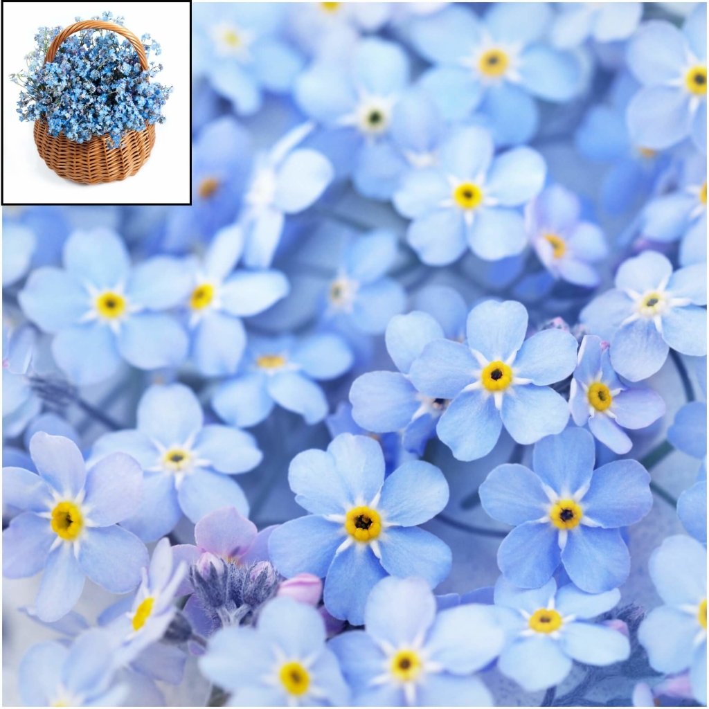 Forget Me Not - Blue Basket seeds - Happy Valley Seeds