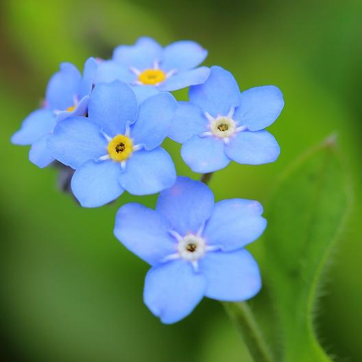 Forget Me Not - Chinese seeds - Happy Valley Seeds