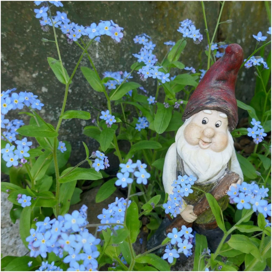 Buy Me Not Indigo Compacta seeds Online Happy Valley Seeds