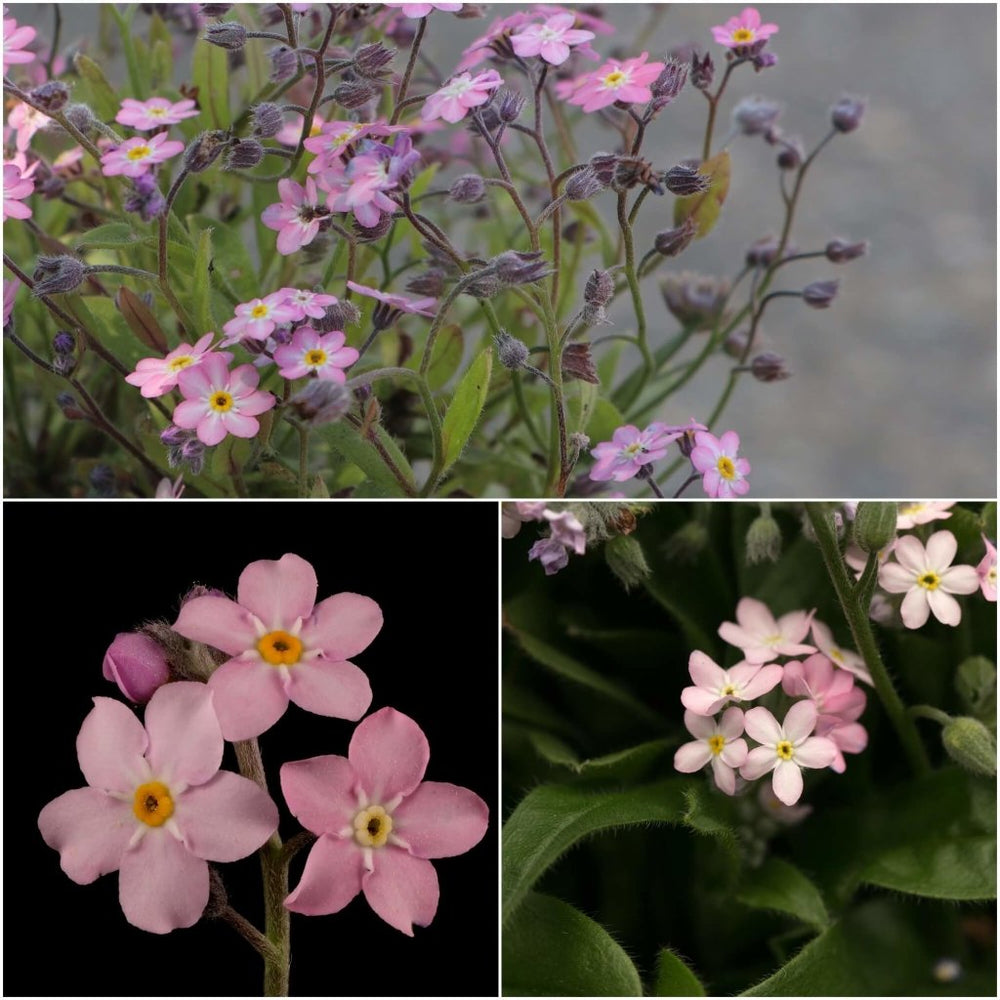 Buy Me Not Rose seeds Online Happy Valley Seeds