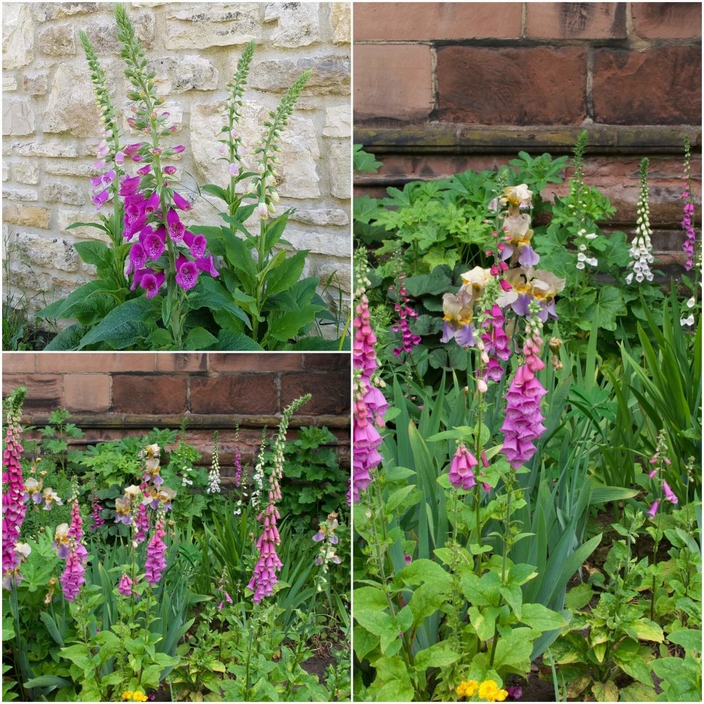 Foxglove - Dwarf Foxy Mix seeds - Happy Valley Seeds