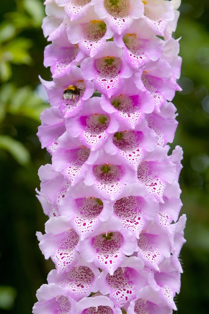 Foxglove - Gloxiniaeflora Mixed seeds - Happy Valley Seeds