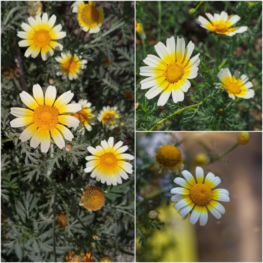 Garland Daisy - Double Flowered Mix seeds - Happy Valley Seeds