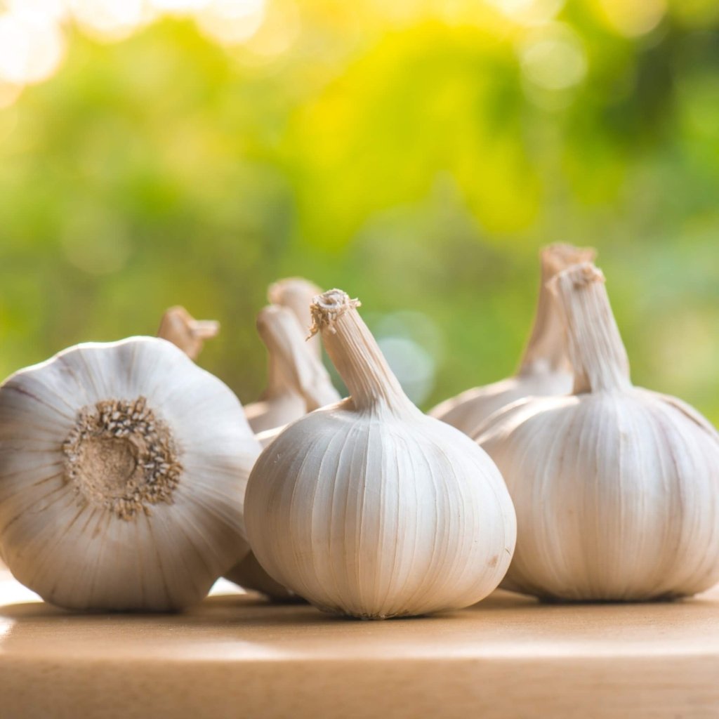 Garlic - Australian White (2 Bulbs) - Happy Valley Seeds