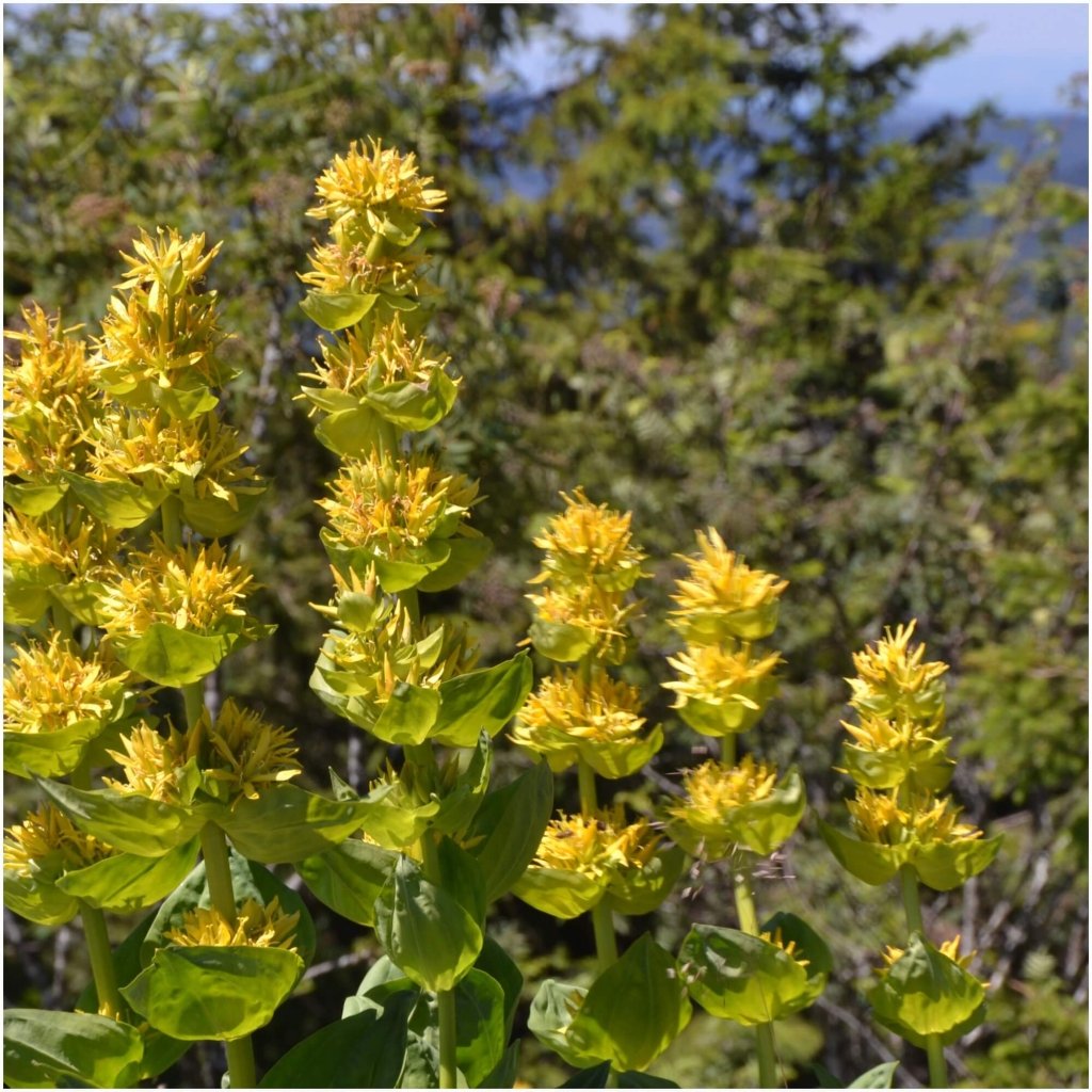 Gentian Yellow seeds - Happy Valley Seeds