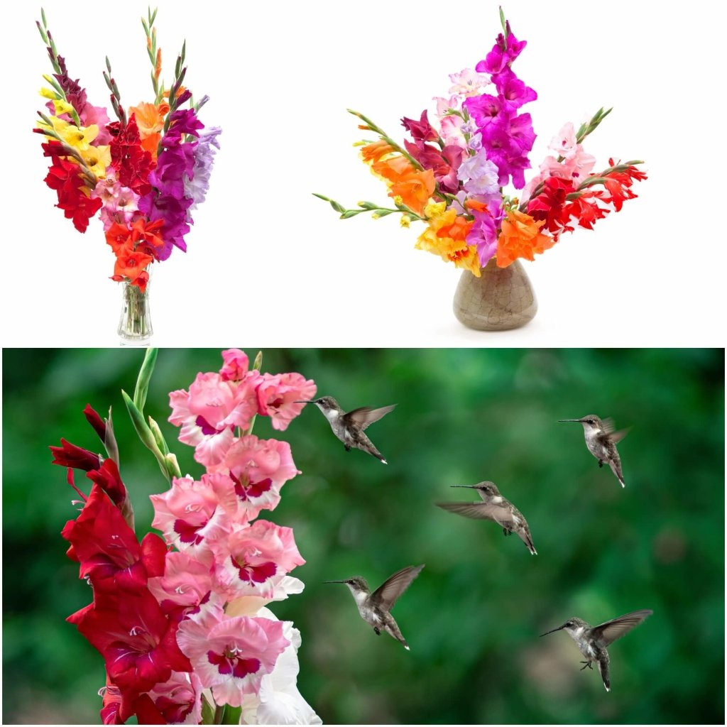 Gladioli Mixed (Pack of 5 Bulbs) - Happy Valley Seeds