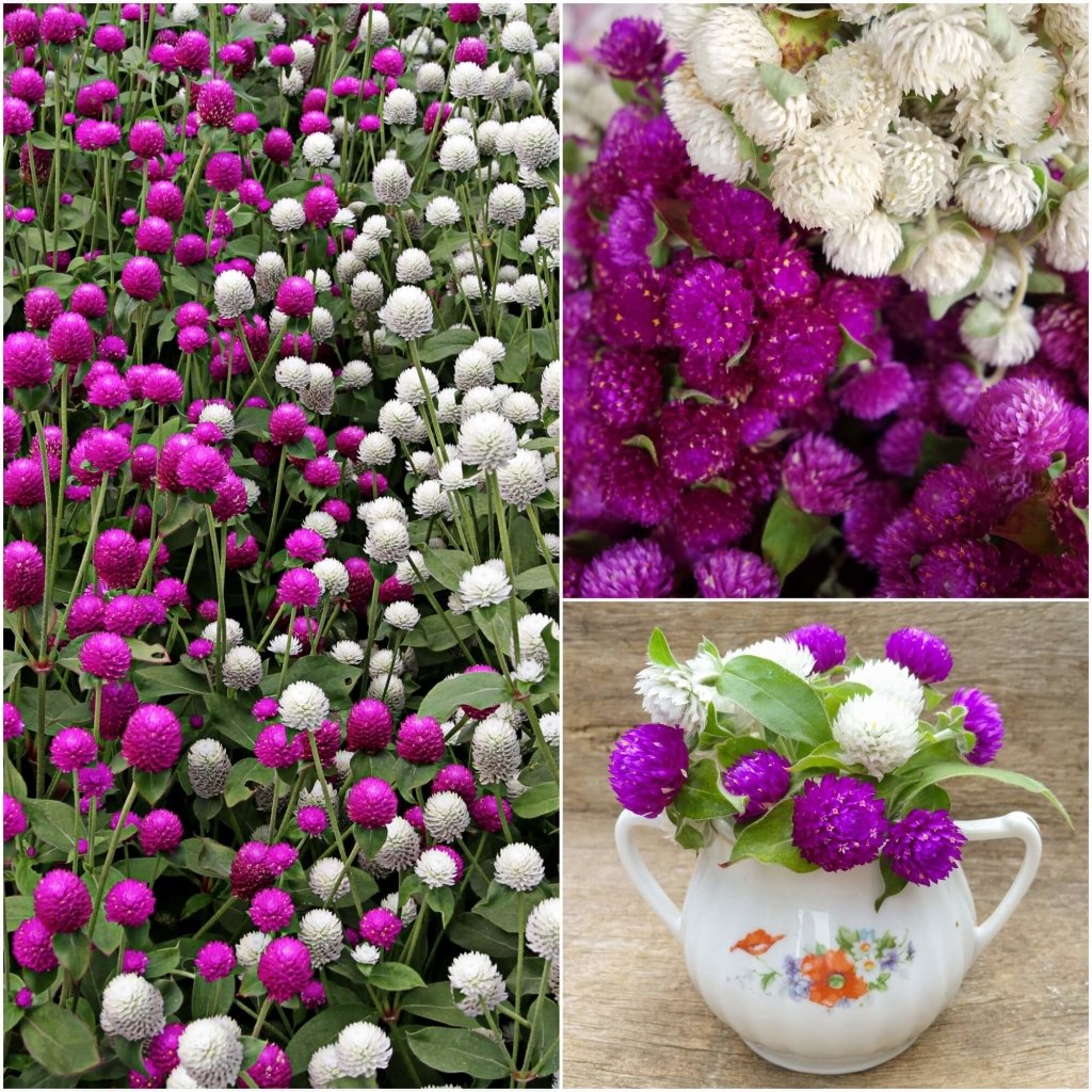 Globe Amaranth - Tall Mix seeds - Happy Valley Seeds