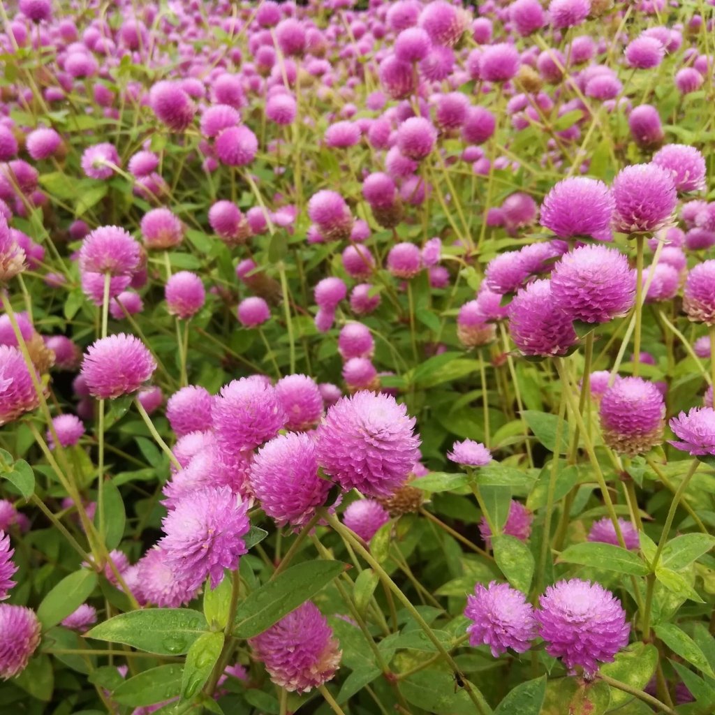 Globe Amaranth - Tall Rose seeds - Happy Valley Seeds