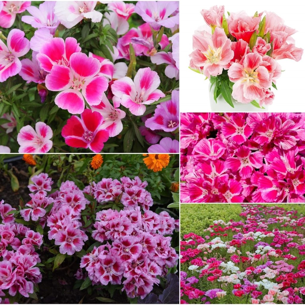 Godetia Monarch Mix - Dwarf Single Mix seeds - Happy Valley Seeds