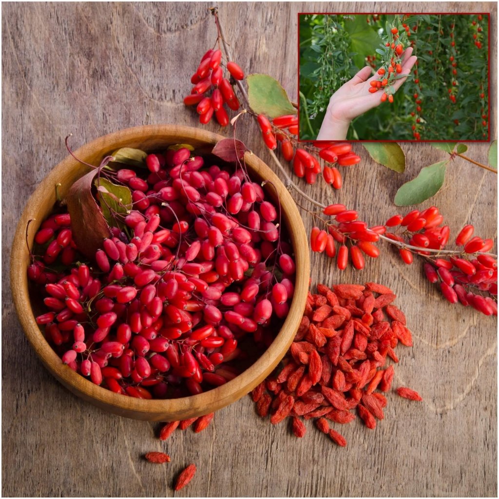 Goji Berry seeds - Happy Valley Seeds