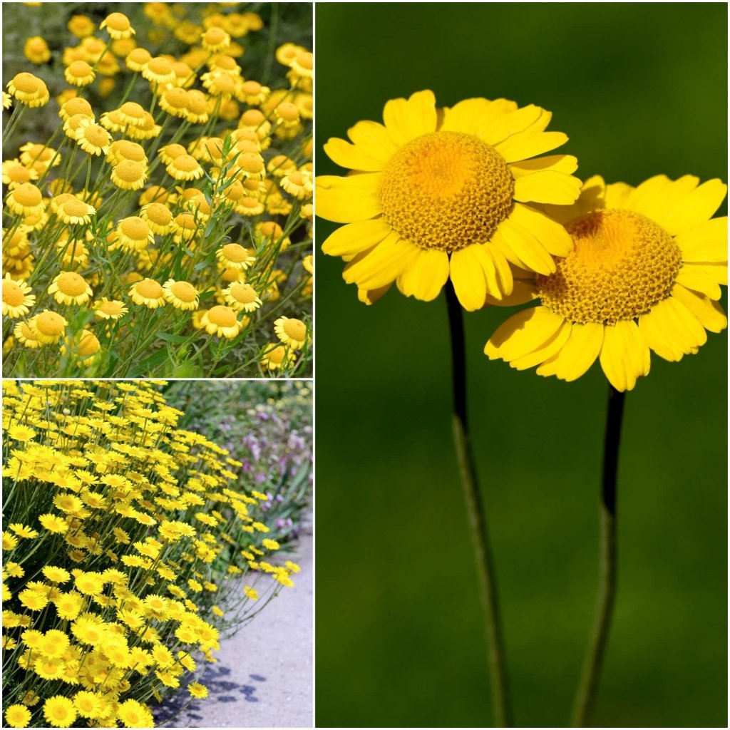 Golden Chamomile - Kelawayi seeds - Happy Valley Seeds