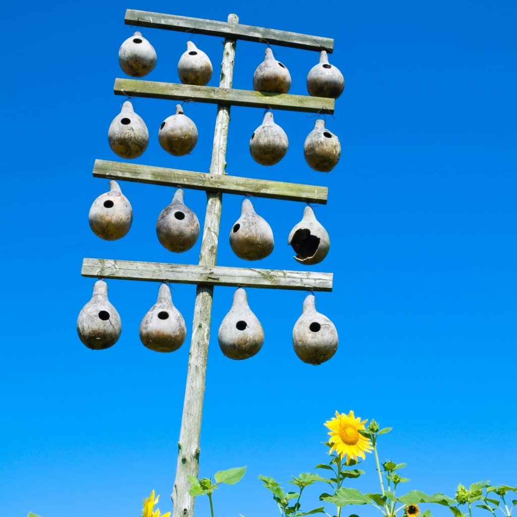 Gourd Birdhouse Mix seeds - Happy Valley Seeds