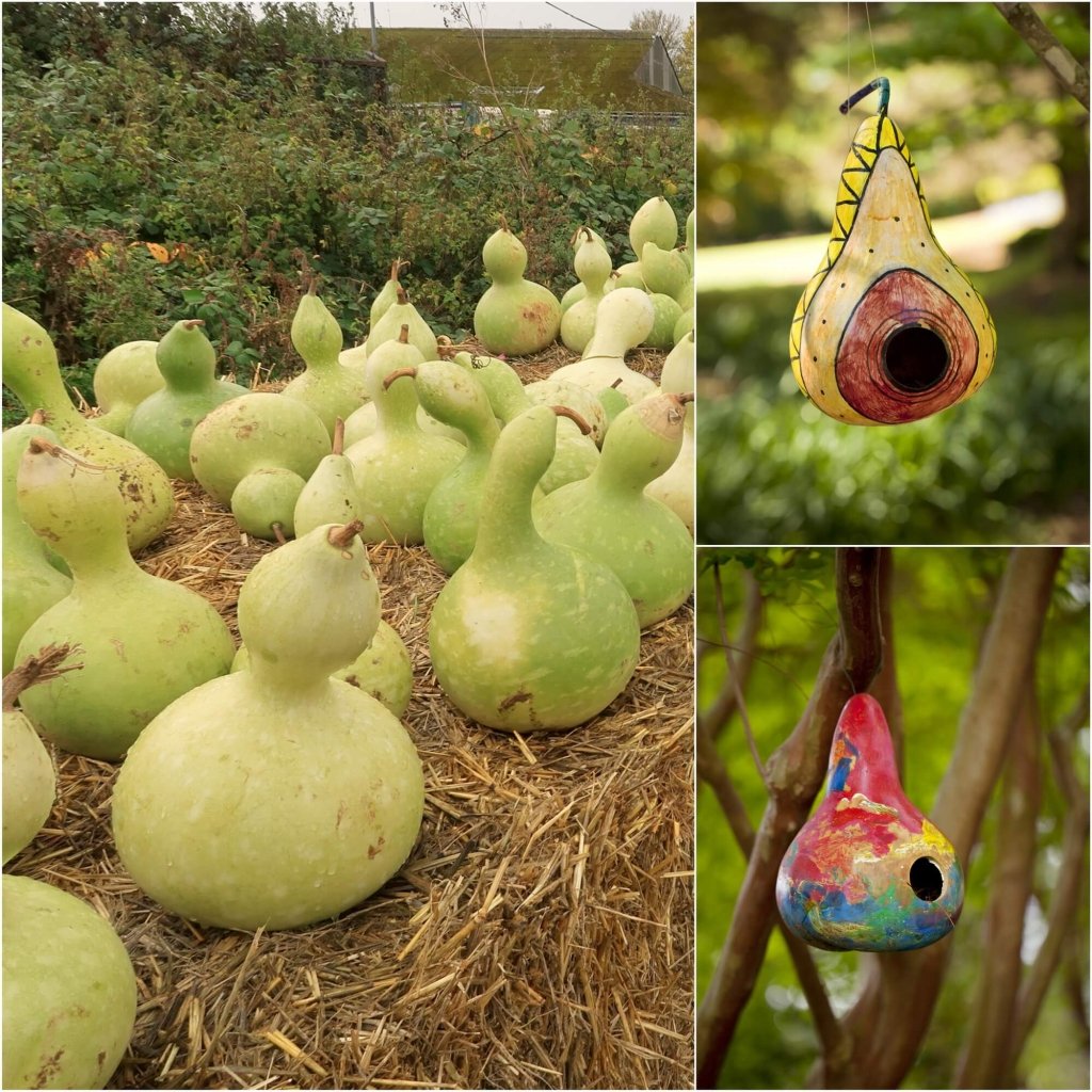 Gourd Birdhouse Mix seeds - Happy Valley Seeds