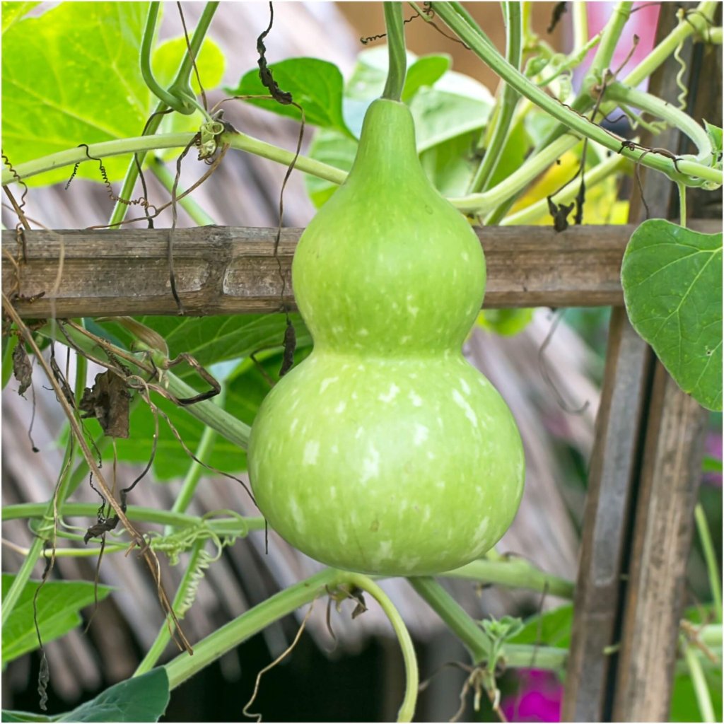 Gourd - Tiny Bottle seeds - Happy Valley Seeds