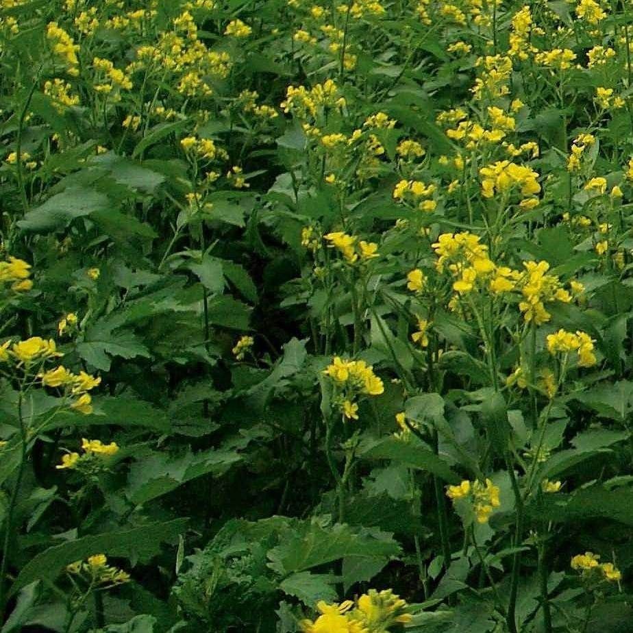 Green Manure - Biofumigation Mix seeds
