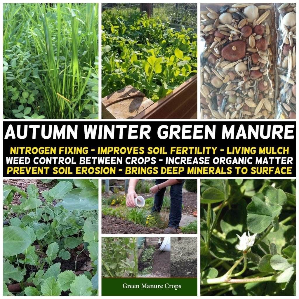 Green Manure Mix seeds - Autumn Winter