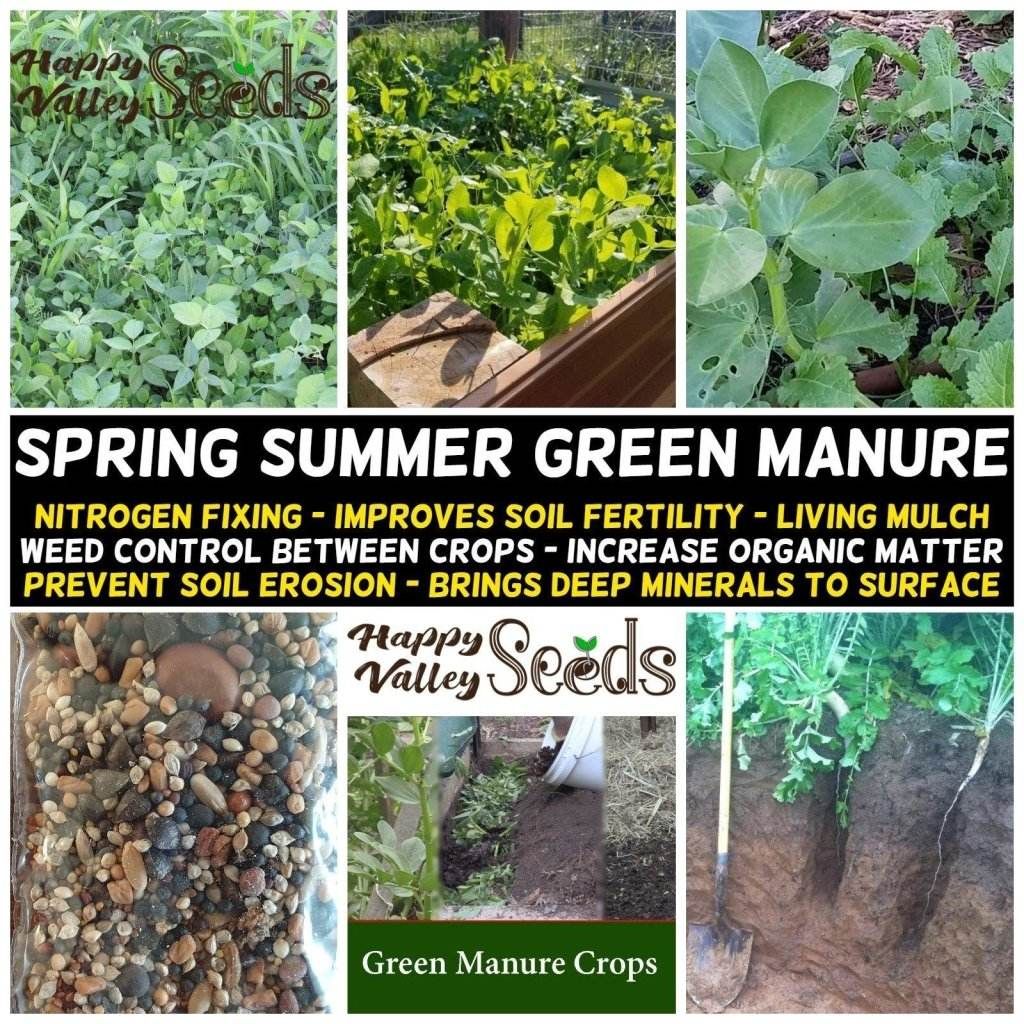 Green Manure Mix seeds - Spring Summer