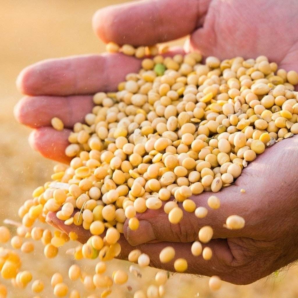 Green Manure – Soybean seeds