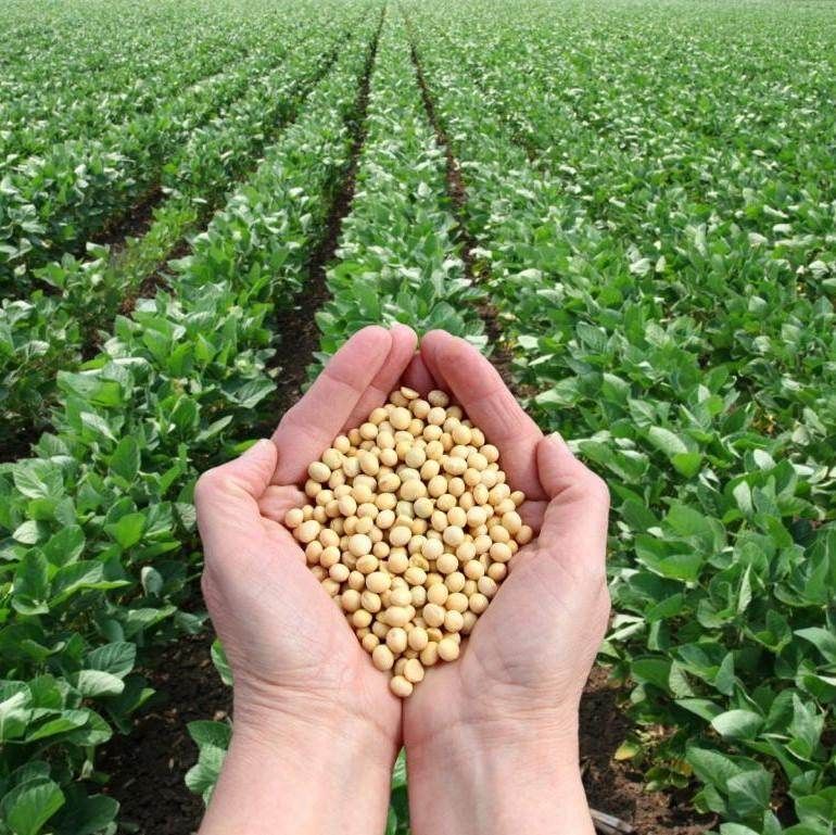 Buy Green Manure Soybean seeds Online Happy Valley Seeds