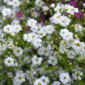 Gypsophila - Covent Garden seeds