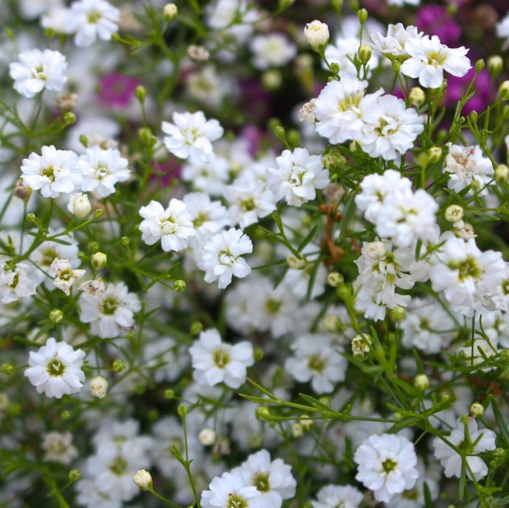 Gypsophila - Covent Garden seeds - Happy Valley Seeds