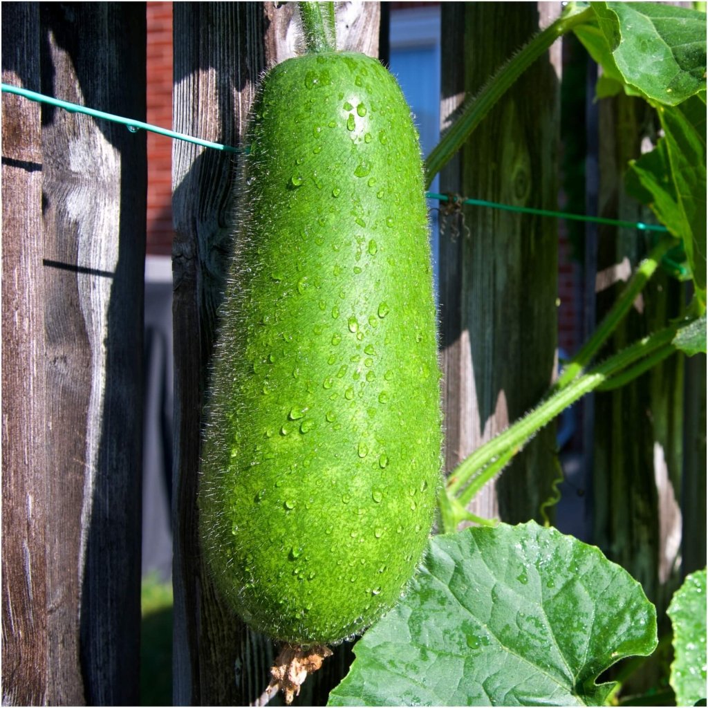 Hairy Gourd F1 seeds - Happy Valley Seeds