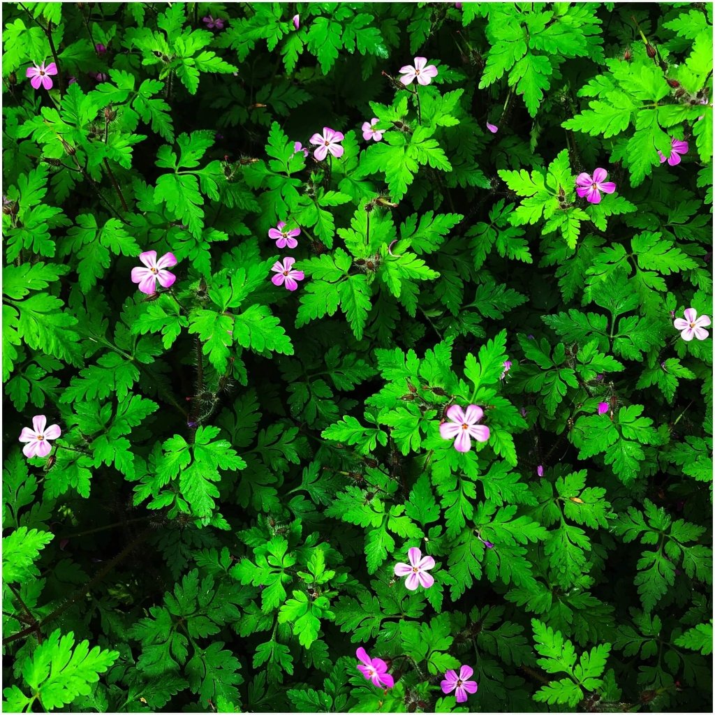 Herb Robert seeds - Happy Valley Seeds