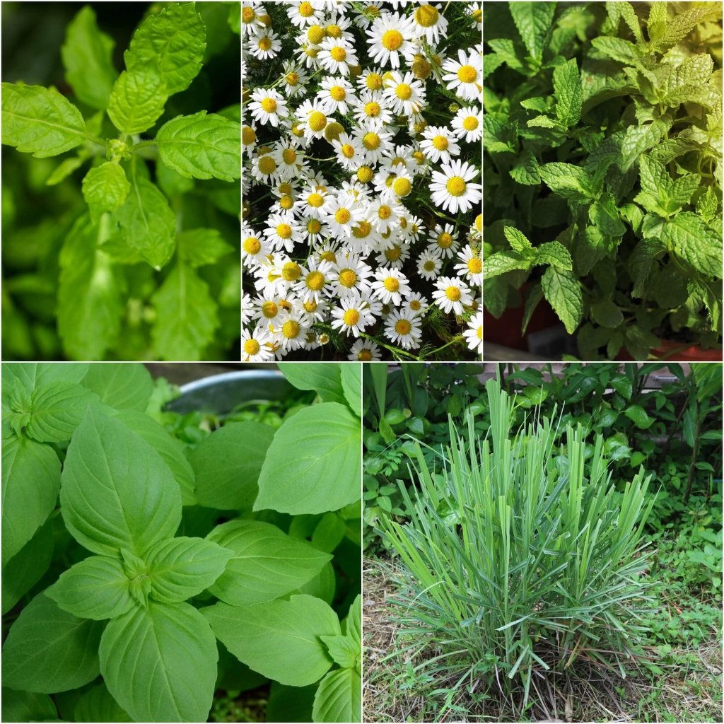 Herb Seeds Herbal for Tea - 5 Packs - Happy Valley Seeds