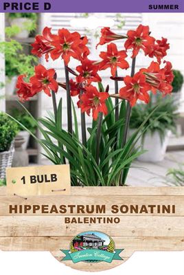 Hippeastrum Sonatini Balentino (Pack of 1 Bulb) - Happy Valley Seeds