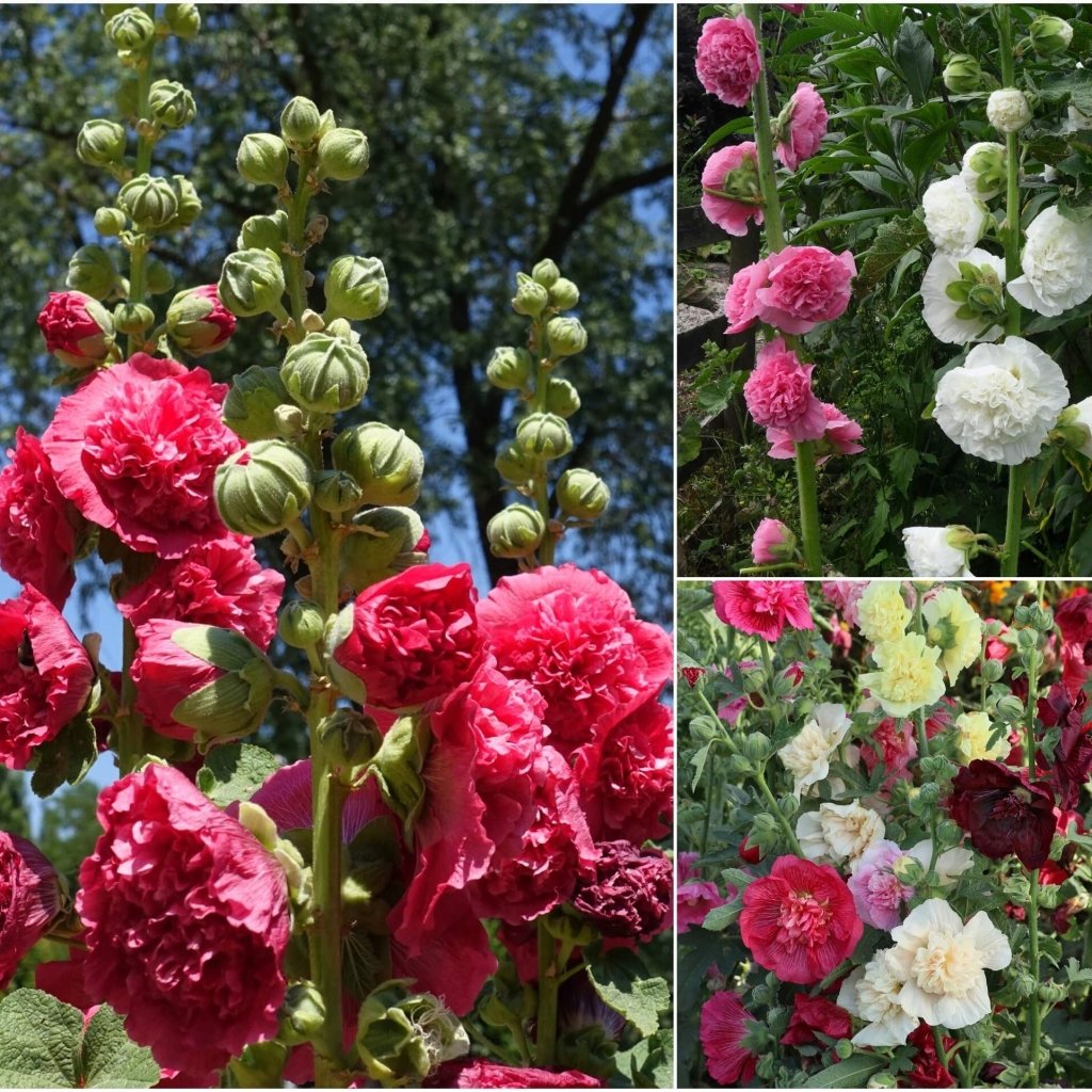 Hollyhock - Chaters Double Mixed seeds - Happy Valley Seeds