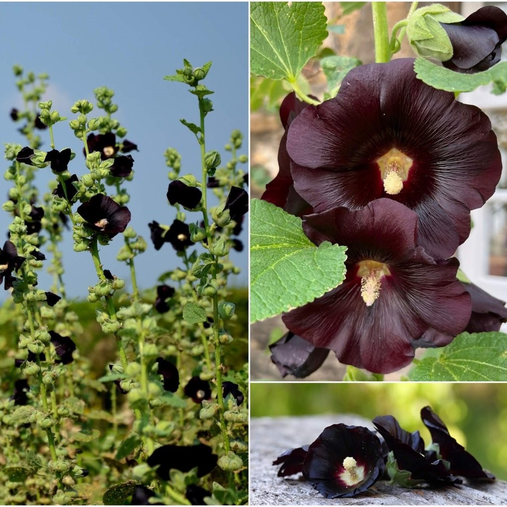 Hollyhock - Henry The Eight Black seeds - Happy Valley Seeds