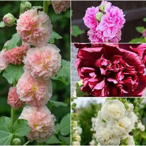 Hollyhock - Summer Carnival Double Mix seeds