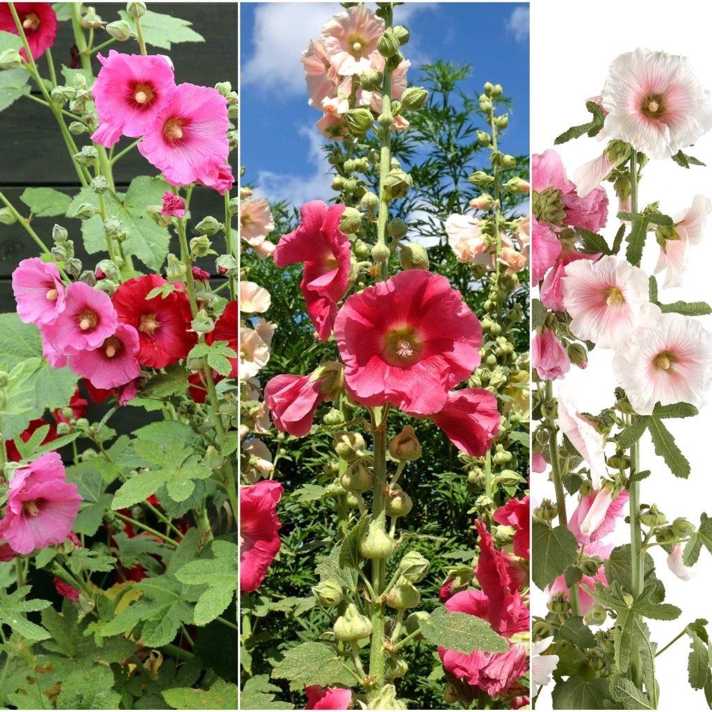 Hollyhock - Summer Carnival seeds - Happy Valley Seeds