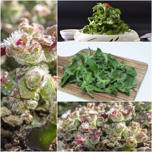 Ice Plant seeds