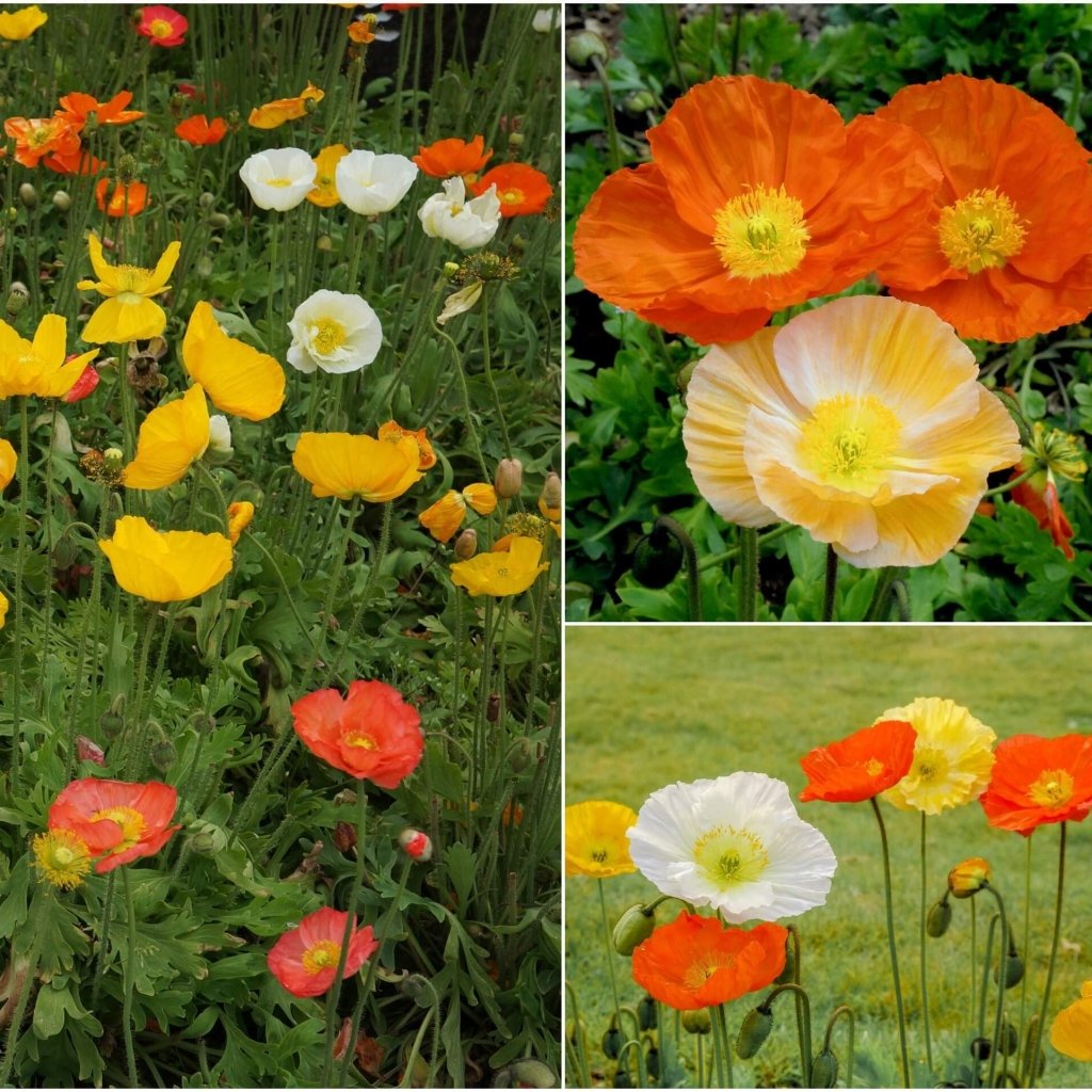 Iceland Poppy - Victory Giants Mix seeds - Happy Valley Seeds