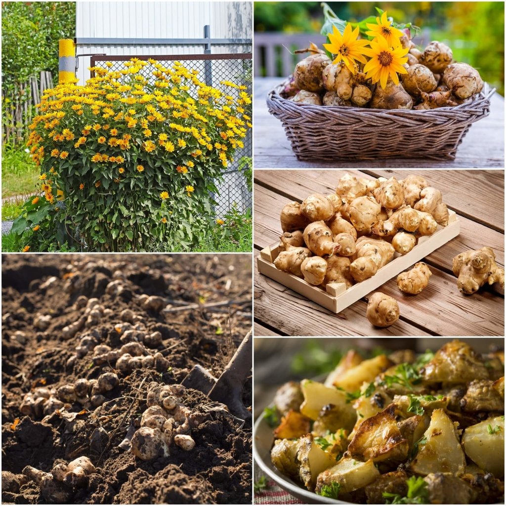 Jerusalem Artichoke (Pack of 2 Tubers) - Happy Valley Seeds