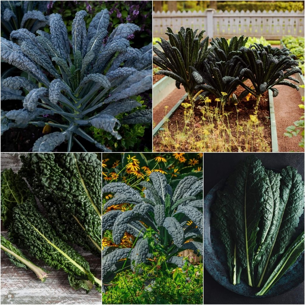 Kale - Black Toscana seeds - Happy Valley Seeds