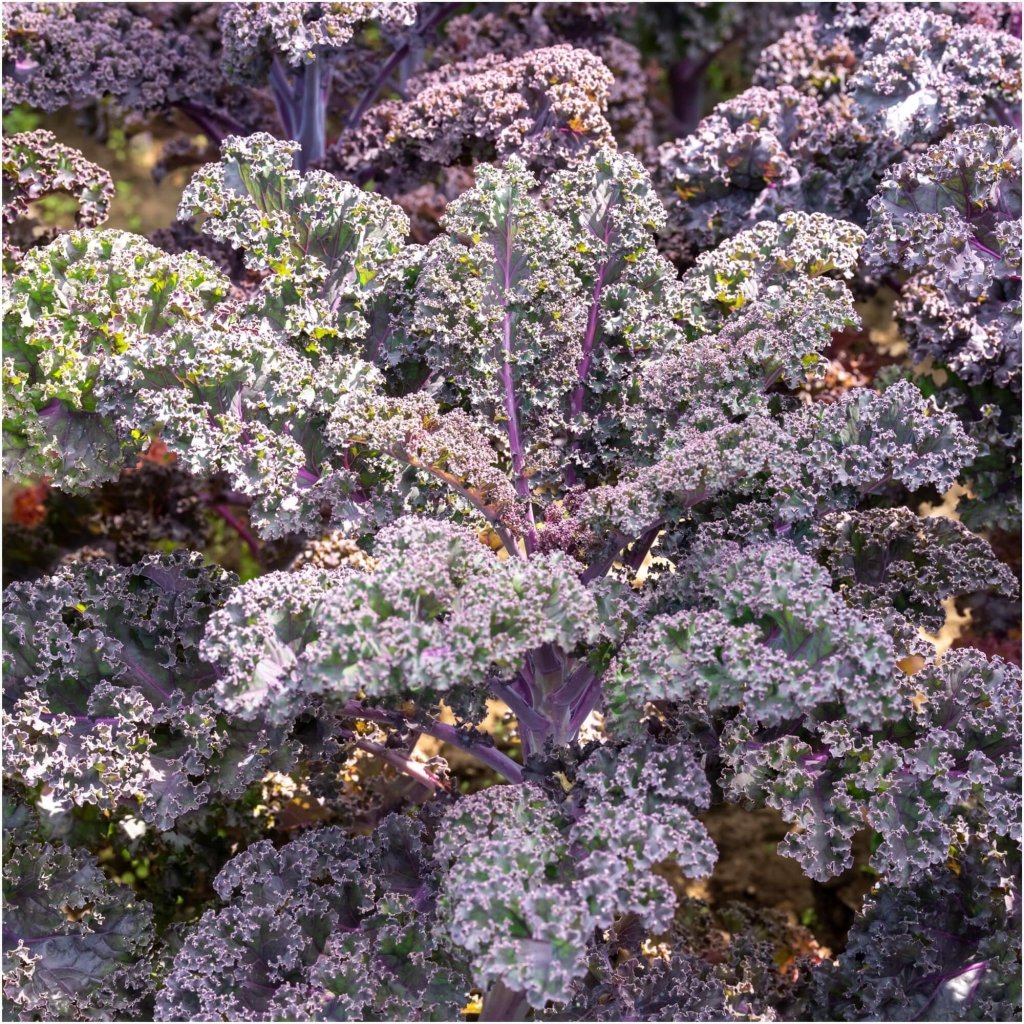 Kale - Borcole Red seeds - Happy Valley Seeds