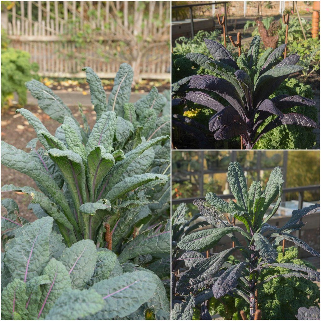 Kale - Dazzling Blue seeds - Happy Valley Seeds