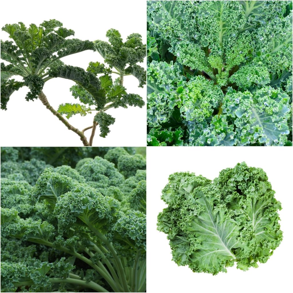 Kale - Dwarf Blue Curled seeds - Happy Valley Seeds